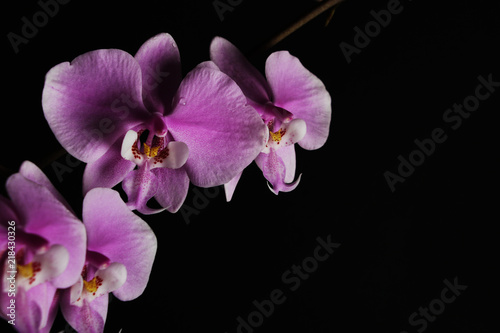 pink orchid on a black background