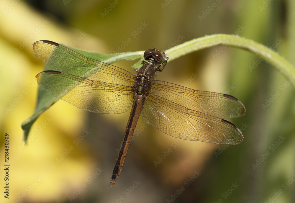 Skimmer Dragonfly Skimmer Dragonfly