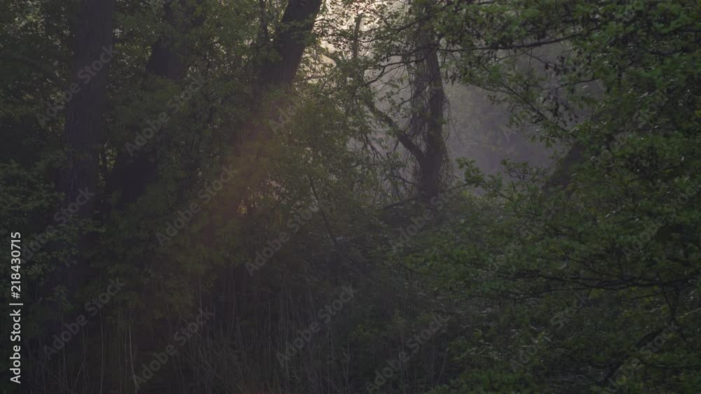 Ray of the sun light over the foggy river timelapse Ray of the sun light over the foggy river timelapse