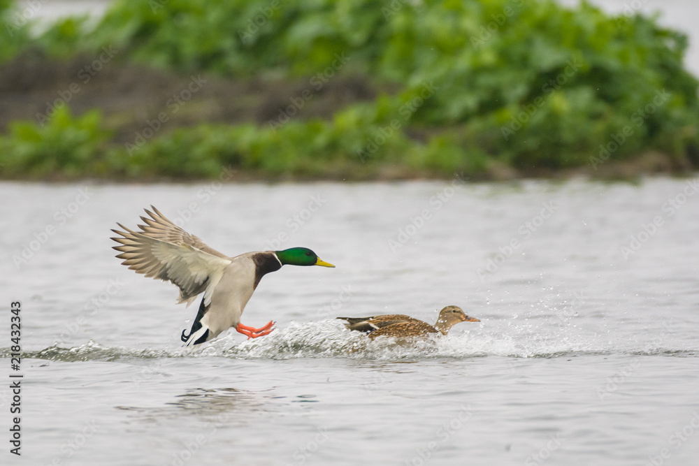 Obraz premium Mallards landing on lake water
