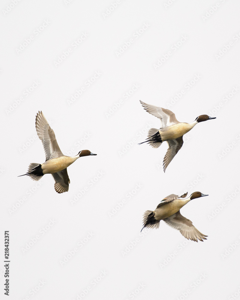 Fototapeta premium Close-up Northern Pintail ducks in sky