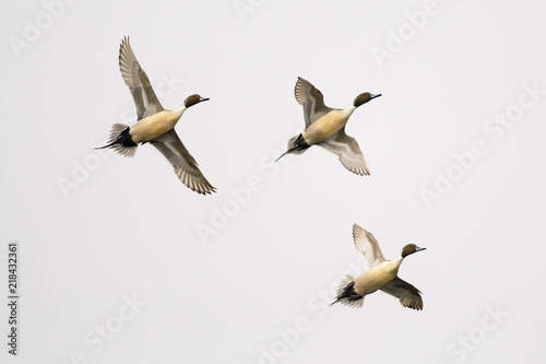 Three Northern Pintail ducks soaring in sky