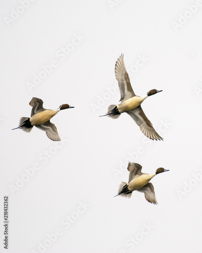 Three Northern Pintail ducks flying together