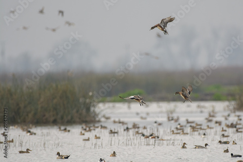 Ducks flying over flock on lake