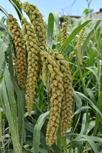 Millet in outdoor