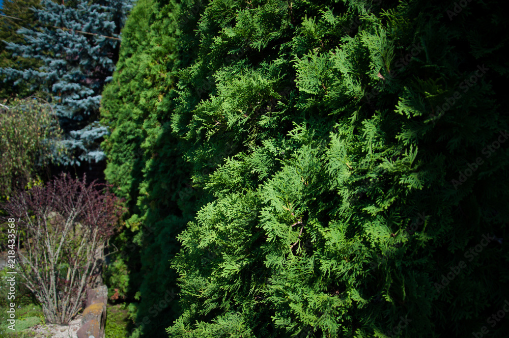 Fototapeta premium green plants trees and bushes on a hot summer