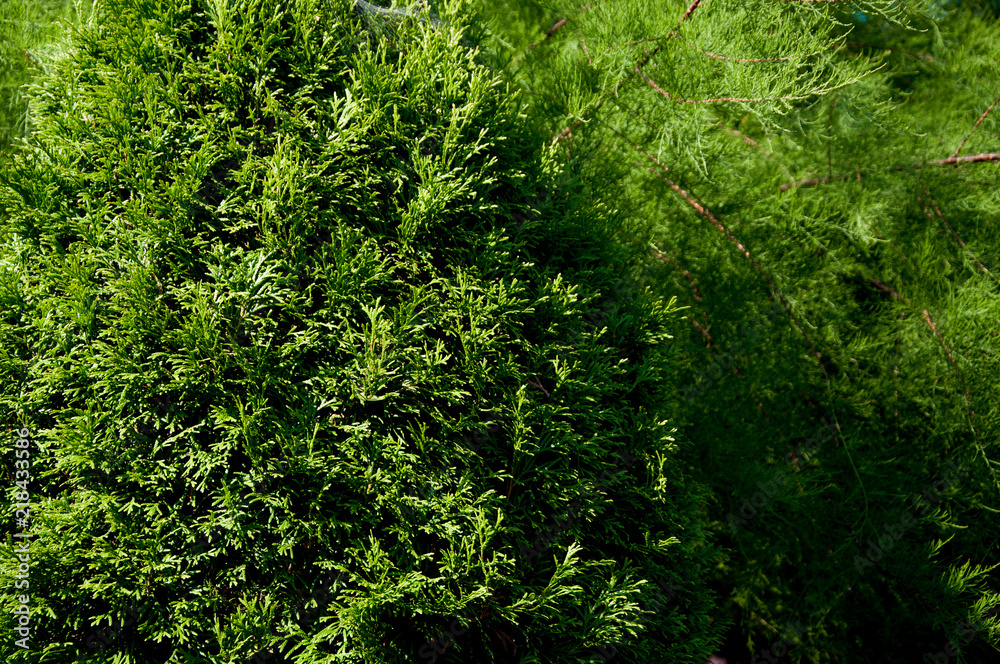 green plants trees and bushes on a hot summer green plants trees and bushes on a hot summer