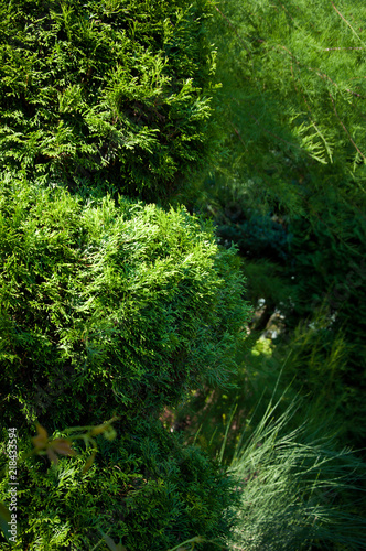 green plants trees and bushes on a hot summer