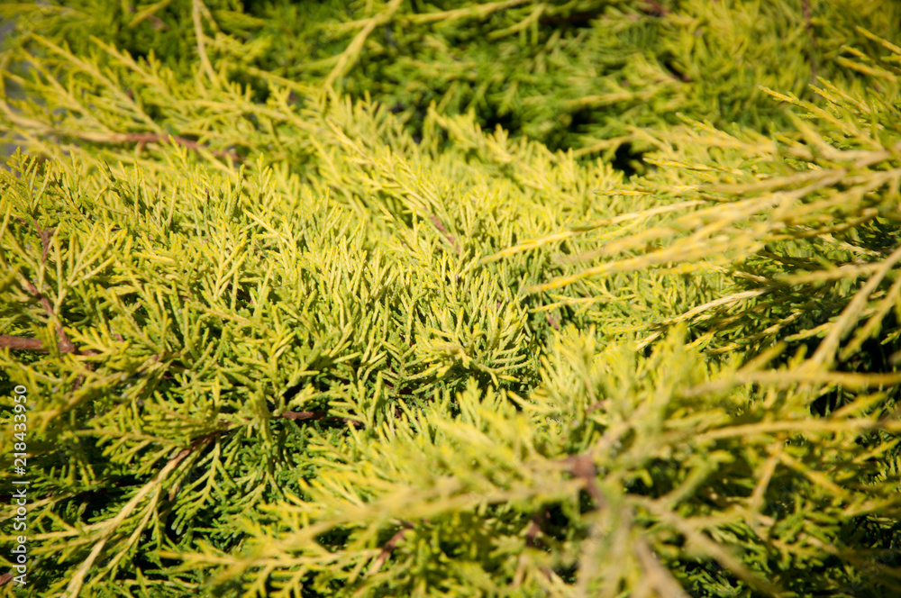 green plants trees and bushes on a hot summer