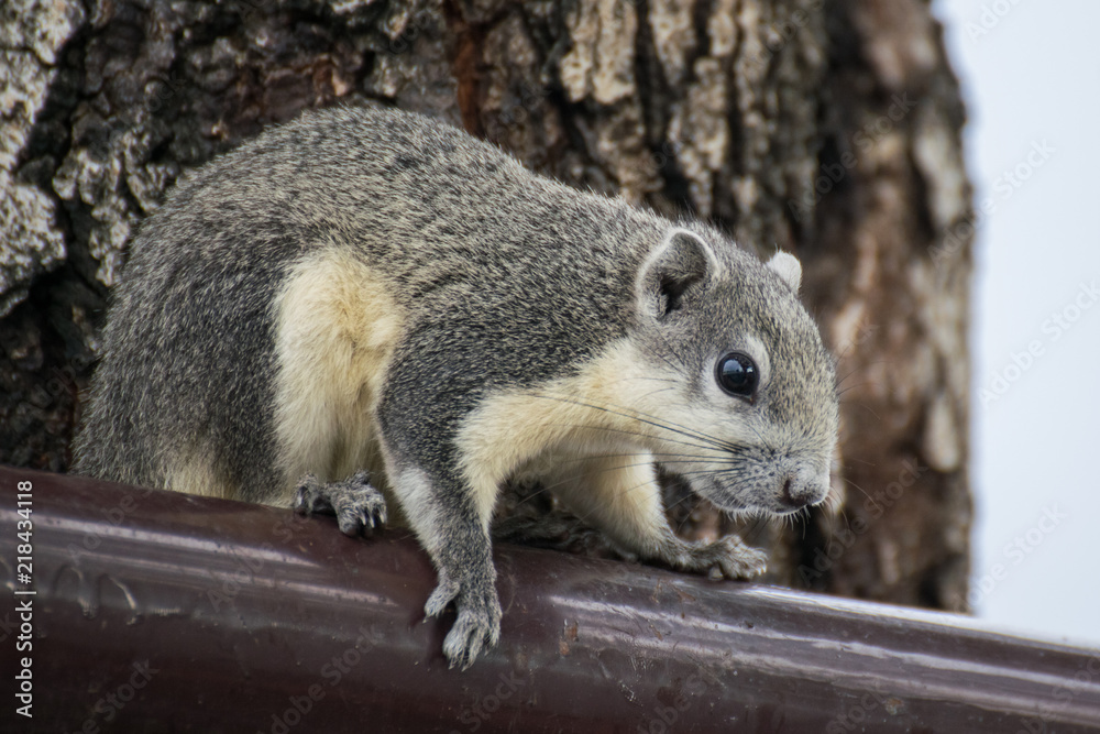 Naklejka premium Tame squirrel eating almond