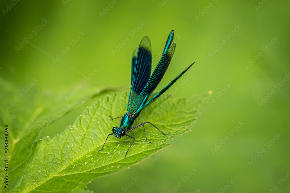 Libellule bleue