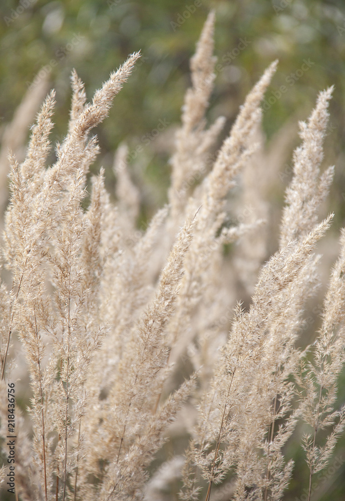 Fototapeta premium Summer meadow landscape of grass flower