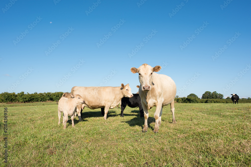 Curious cows in a field in rural southern america. Curious cows in a field in rural southern america.