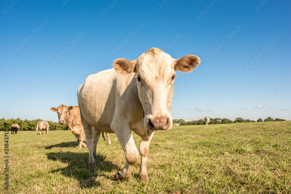 Closeup of a cute blond cow in a pasture in upstate South Carolina.