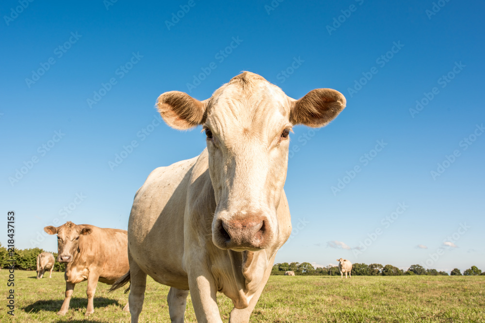 Closeup of a cute blond cow in a pasture in upstate South Carolina. Closeup of a cute blond cow in a pasture in upstate South Carolina.