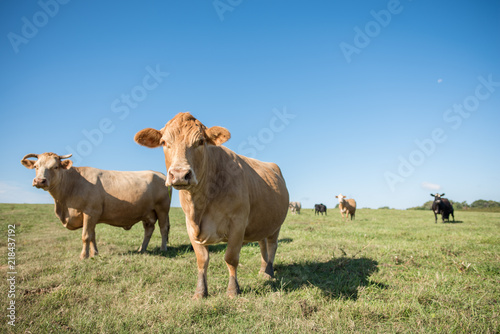 Cute orange blond cow in a field in rural south carolina