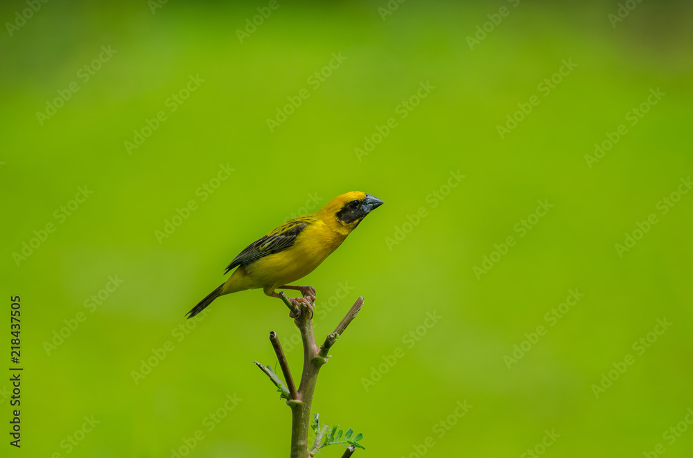 Obraz premium Asian Golden Weaver on the branches