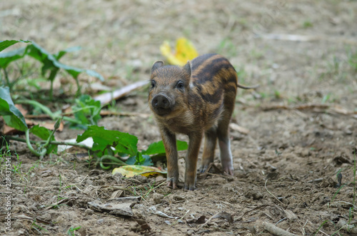 Wallpaper Mural Young Wild Pig or Young wild board piglet Torontodigital.ca