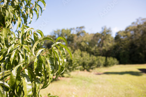 Tableau sur toile Closeup of the leaves of a peach tree in a field in rural upstate South Carolina