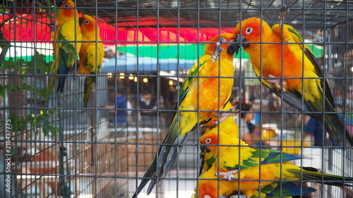 Yellow and orange parrot in a cage at public park. Jandaya Parakeet. photo