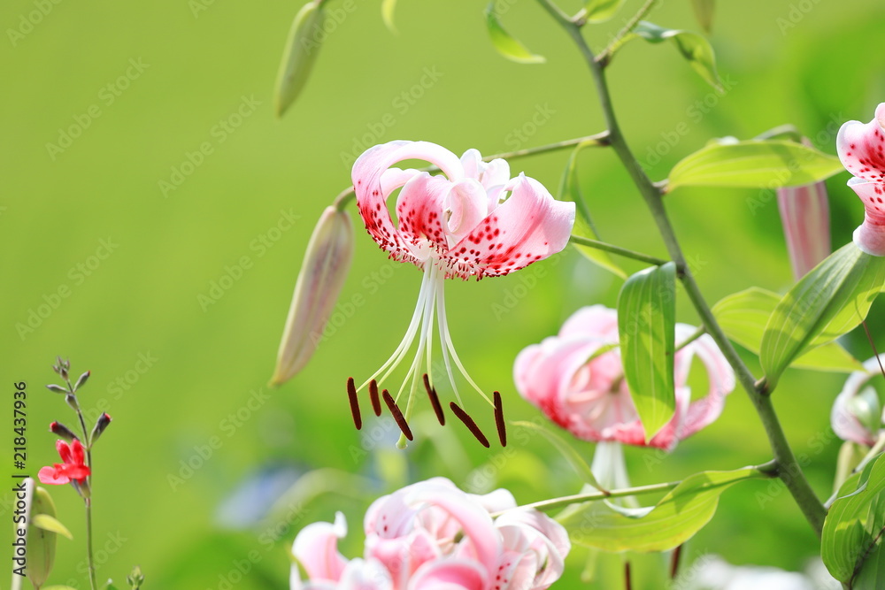 Lilium speciosum Lilium speciosum