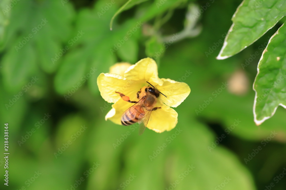 Fototapeta premium bee