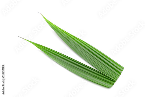 green coconut leaf isolated on white background