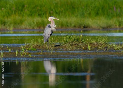 Great Blue Heron  with Reflection Standing on Island © FotoRequest