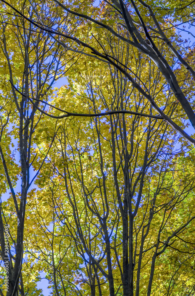 autumn forest, illuminated by sunlight, yellow and green leaves, on tree branches