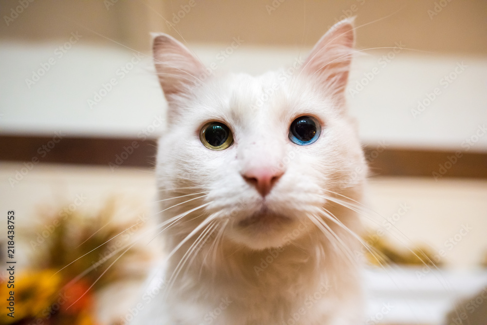 Extreme Close Up Of The One Blue Eye And One Yellow Green Of A White Mix Domestic Cat Indoors Stock Photo Adobe Stock Extreme Close Up Of The One Blue Eye And One Yellow Green Of A White Mix Domestic Cat Indoors Stock Photo Adobe Stock