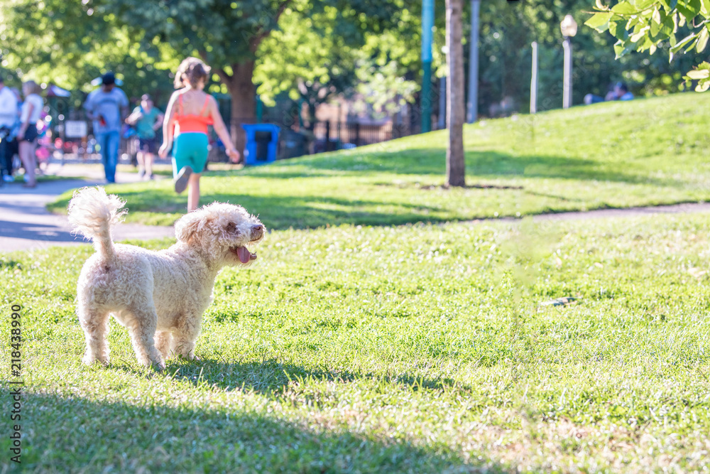 A funny, fluffy, poodle mix dog seems to be smiling as she plays in the park on a summer day. A funny, fluffy, poodle mix dog seems to be smiling as she plays in the park on a summer day.