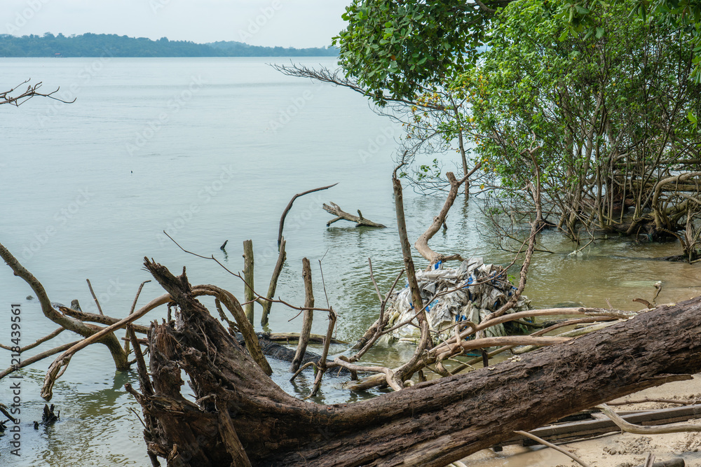 Plastic pollution caught in dead trees