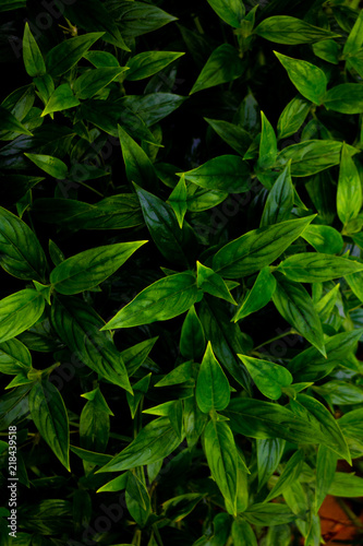 Wallpaper Mural Green leaves background. Green leaves color tone dark  in the morning. Tropical Plant , environment, photo concept nature and plant. Torontodigital.ca