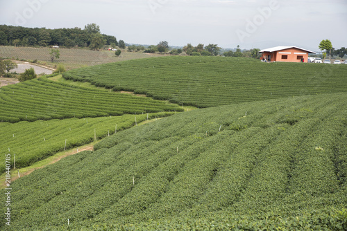 Tea farm on the mountain.