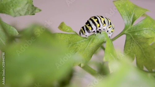 Eastern Black Swallowtail Caterpillar Eating Parsley photo
