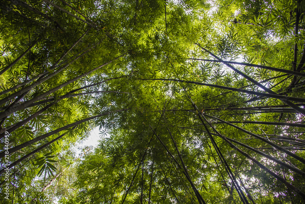 Fototapeta premium Bamboo back light
