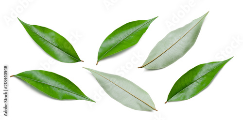 set of durian leaf isolated on white background