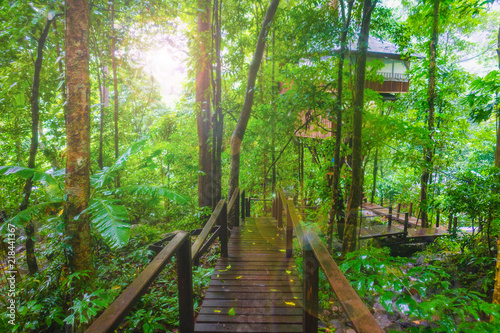 Old wood bridge and Sunshine in to rain forest. Thailand rain forest is very fresh all day. The trees are very green and air very cheerful.The bridge for walk in to rain forest. 