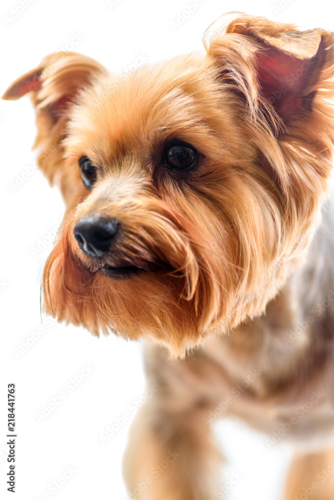 yorkshire terrier isolated on white background