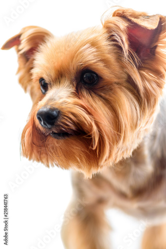 yorkshire terrier isolated on white background © shymar27