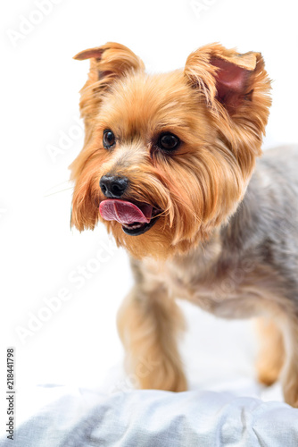 yorkshire terrier isolated on white background © shymar27