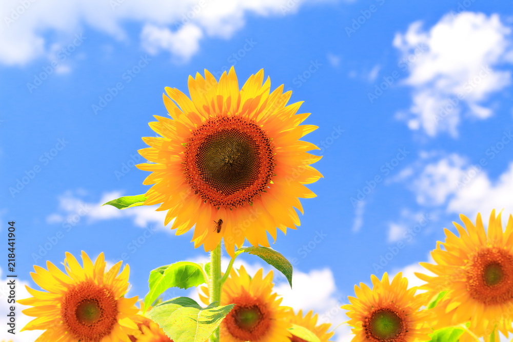 Obraz premium 向日葵の花