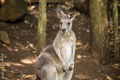 Kangaroo in Queensland Australia