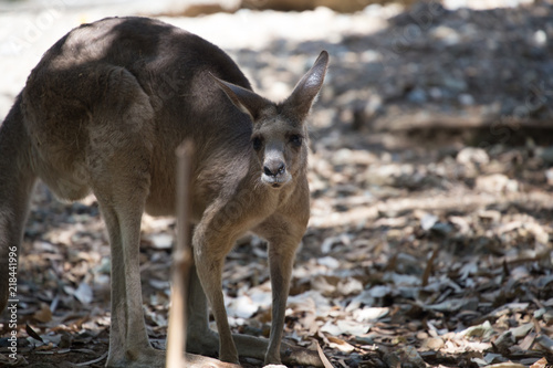 Kangaroo in Queensland Australia