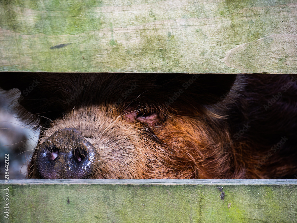 Kunkune pig looking through a fence