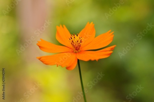 Cosmos sulphureus 