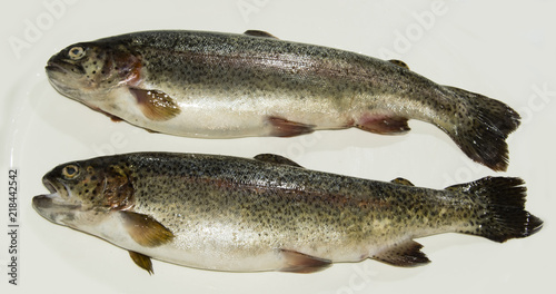 Rainbow trout