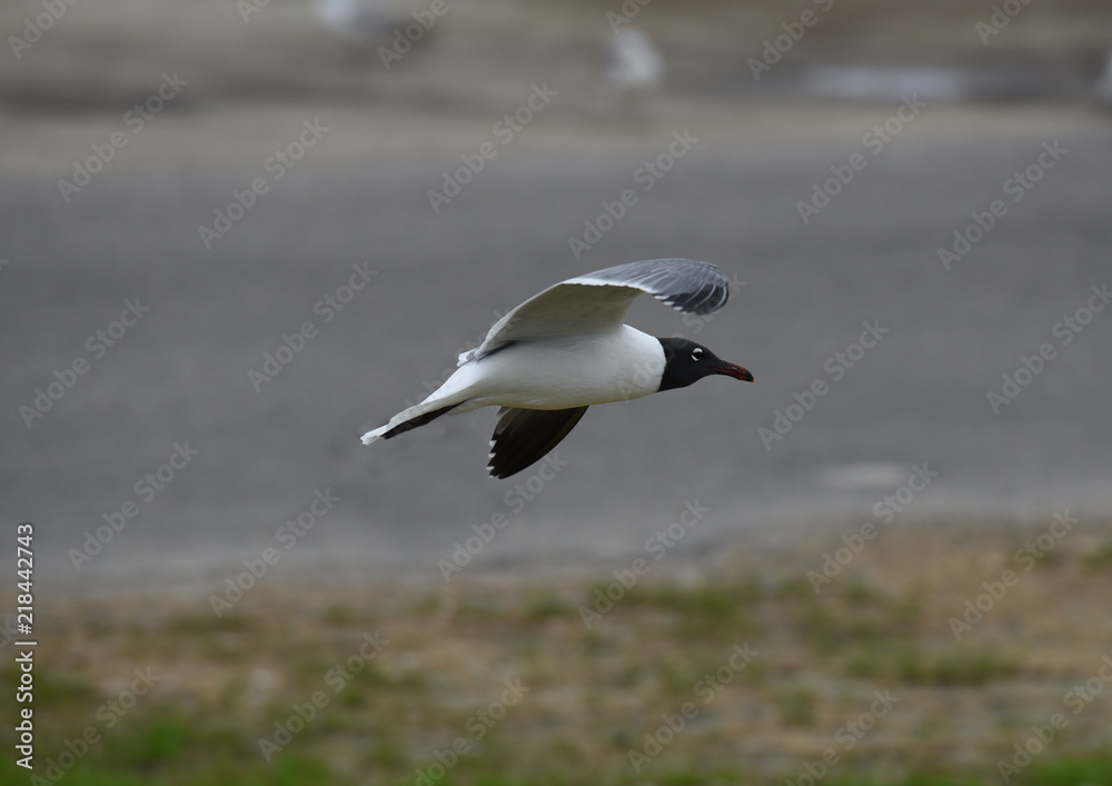 Fototapeta premium A laughing gull flying.