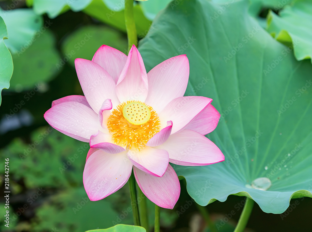 Lotus flower and Lotus flower plants Lotus flower and Lotus flower plants