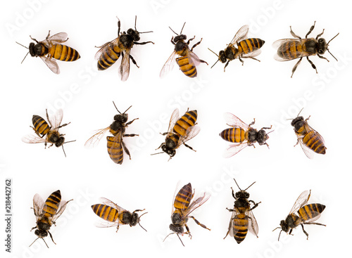 set of bee isolated on white background © boonchuay1970